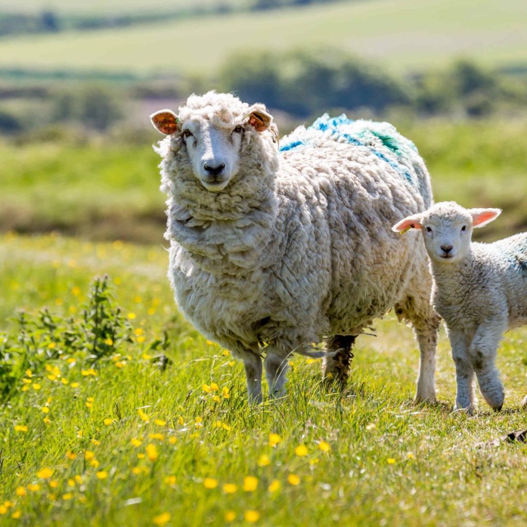 Book now - Future Farmers Spring Debate on 19th March 2024