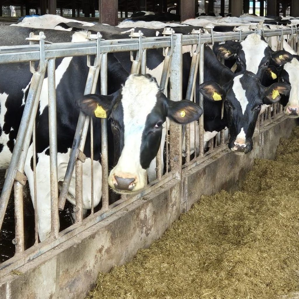 Yorkshire Farmers Club - Metcalfe Farms report