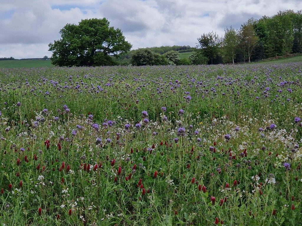 Summer farm walk - Tuesday 10th June 2025