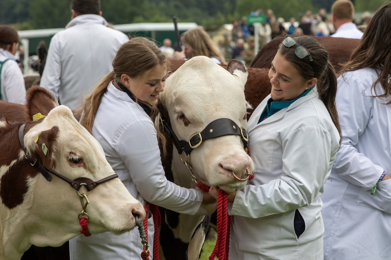 gys24_cattle-parade-main-ring-gvs_004