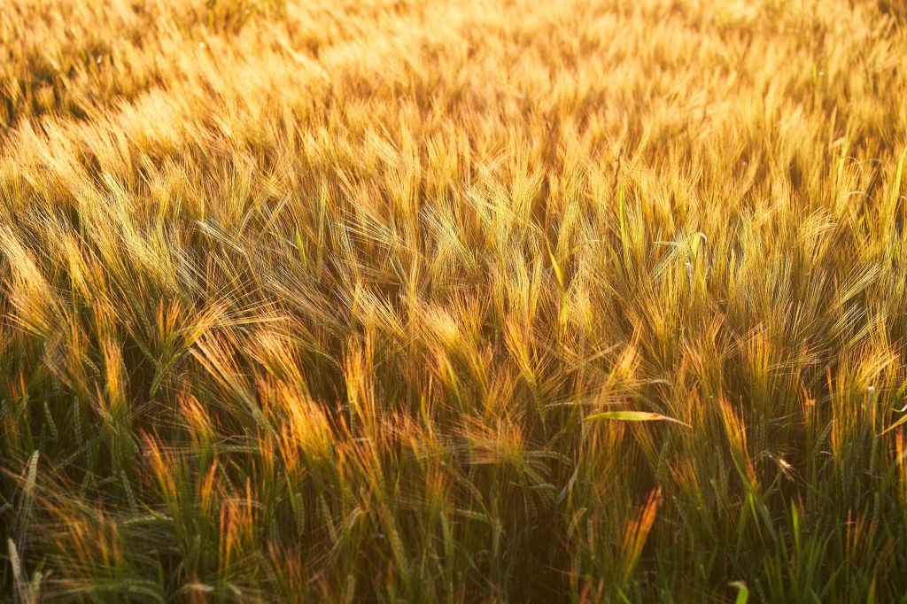 Wold Top Brewery - Future Farmers Summer Social, 26th June 2025