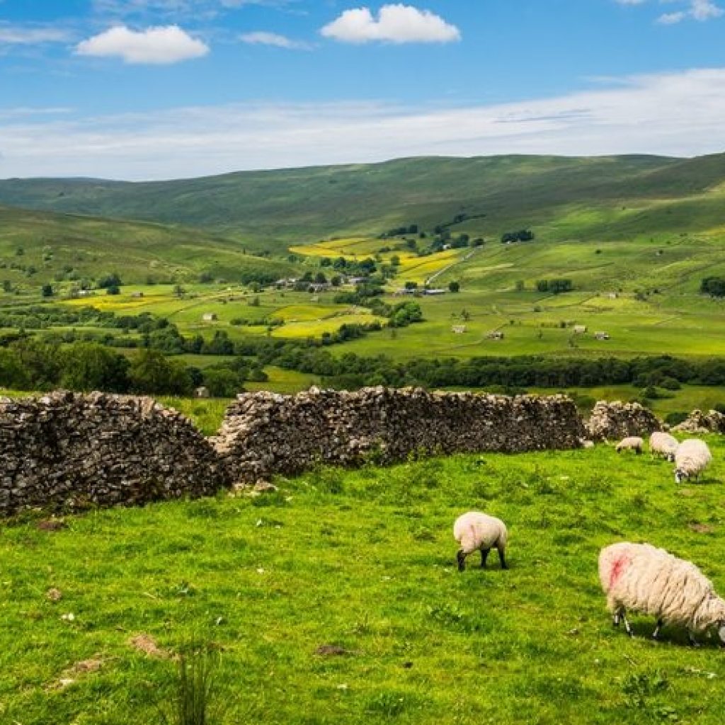 Forage for CH4nge project focuses on upland sheep