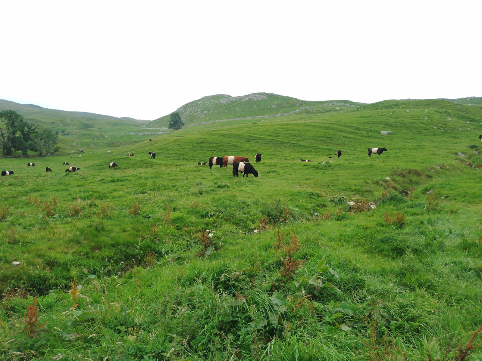 img-20250805-wa0003