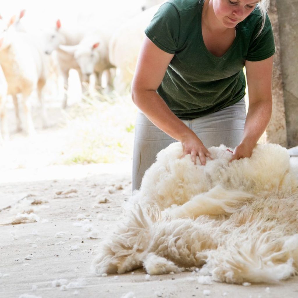Yorkshire Farmers Gathering - British Wool, 7th October 2025