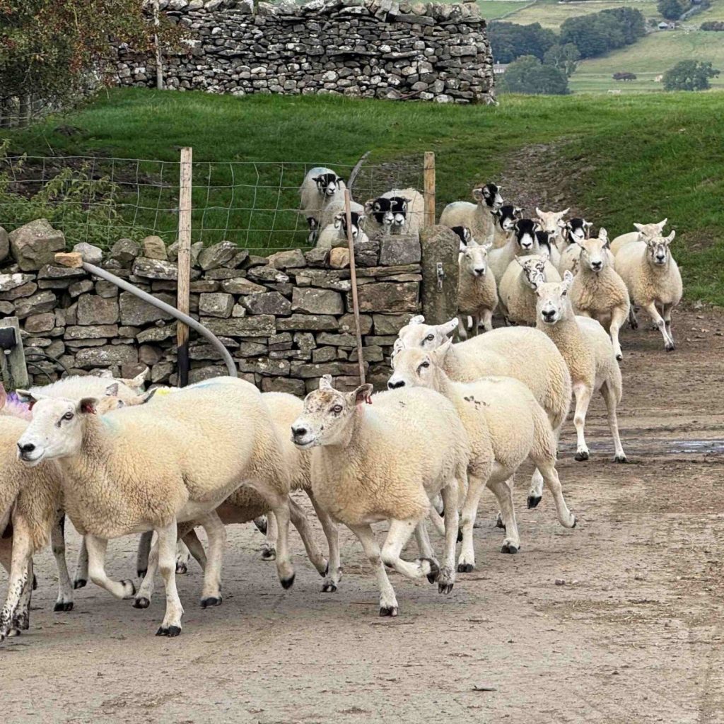 Tackling methane from sheep – Forage for CH4nge