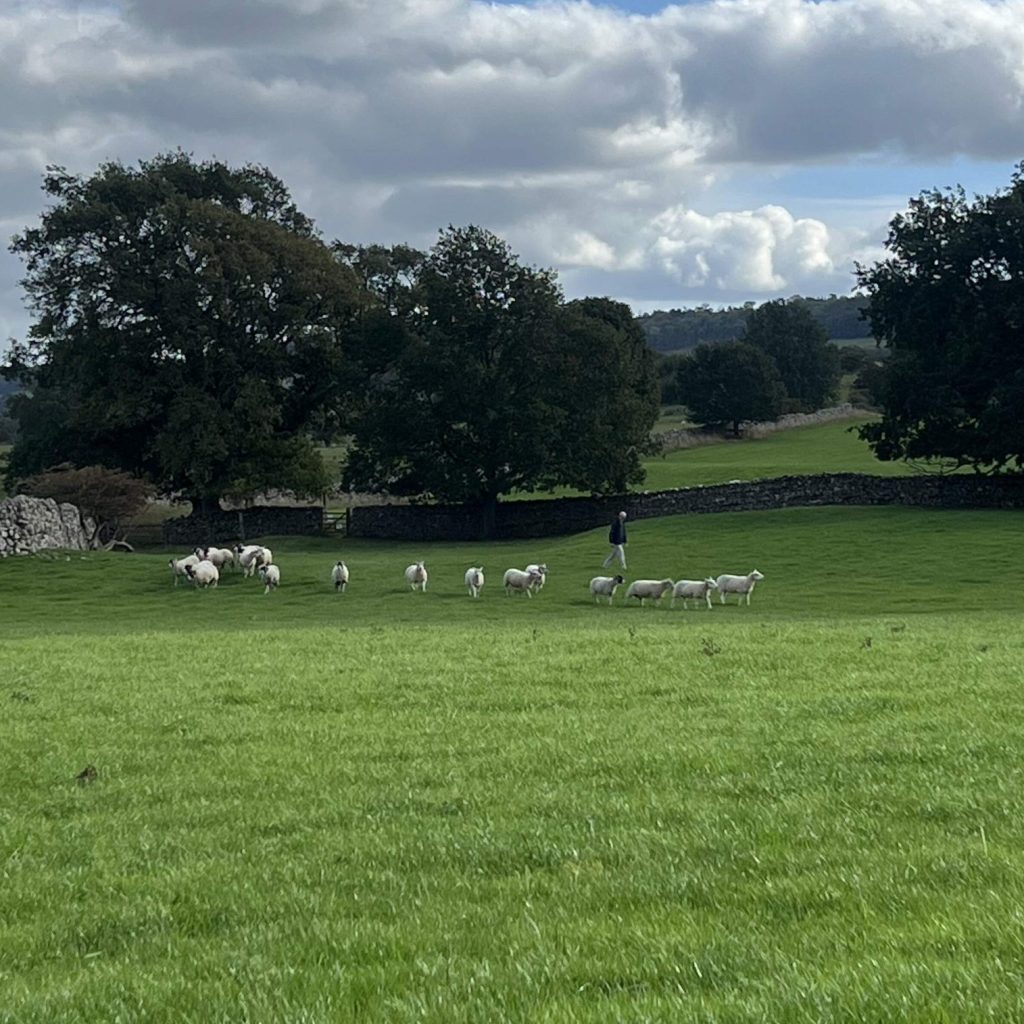 Free workshop to hear Forage for CH4nge results - Sheep methane tests vs natural forage diet